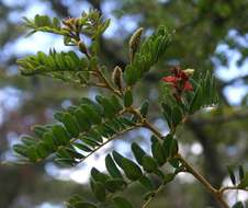 Indigofera lyallii Baker的圖片