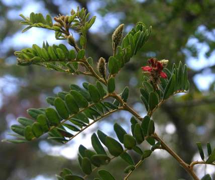 Image of Indigofera lyallii Baker