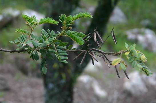 Indigofera lyallii Baker的圖片