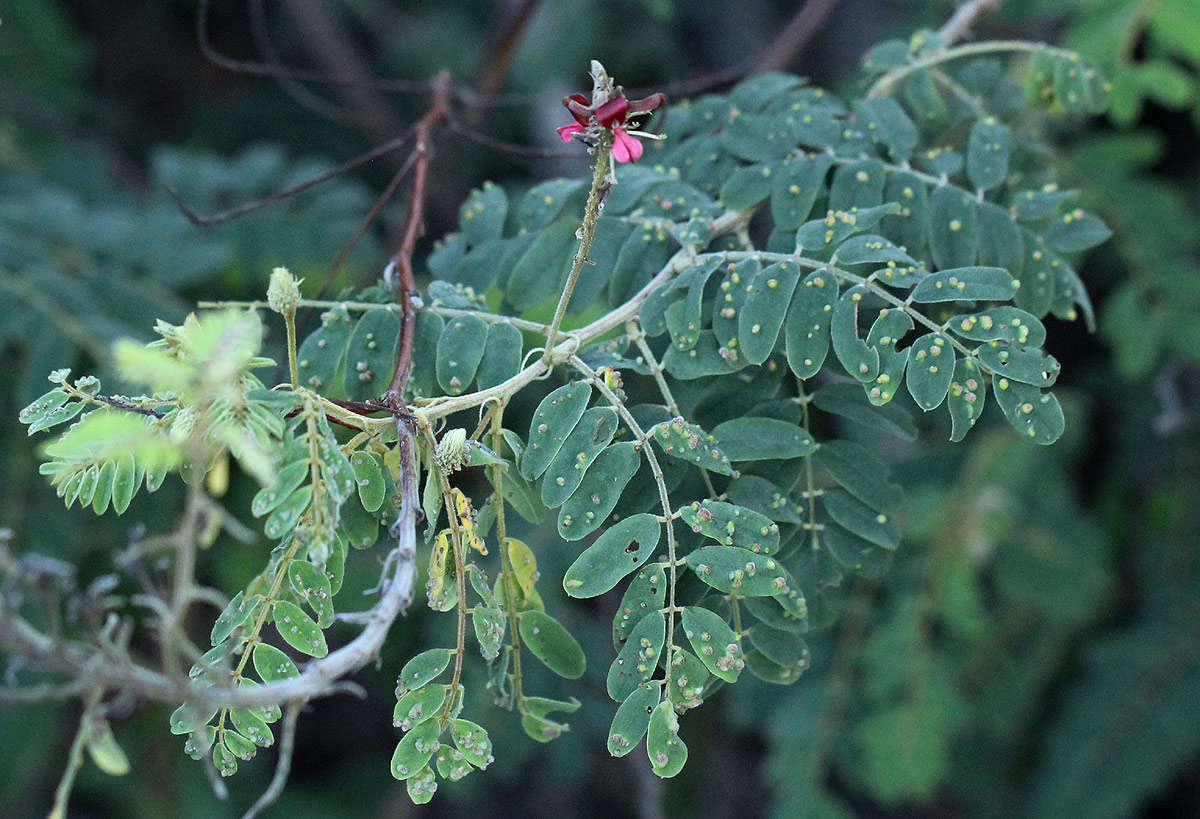 Image de Indigofera lyallii Baker