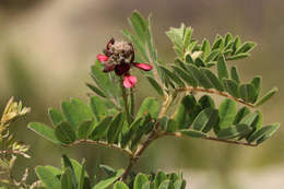 Indigofera lyallii Baker的圖片