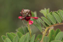 Indigofera lyallii Baker的圖片