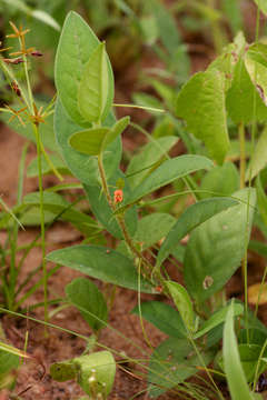 Image of Indigofera nummulariifolia (L.) Alston