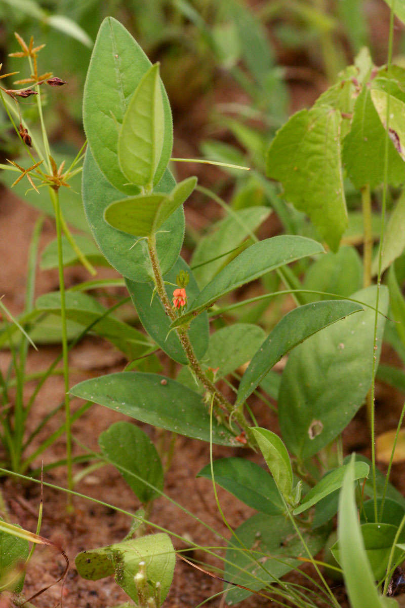 Plancia ëd Indigofera nummulariifolia (L.) Alston