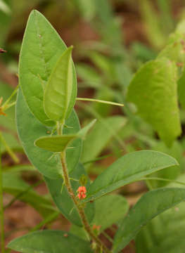 Imagem de Indigofera nummulariifolia (L.) Alston