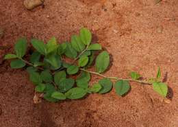 Imagem de Indigofera nummulariifolia (L.) Alston