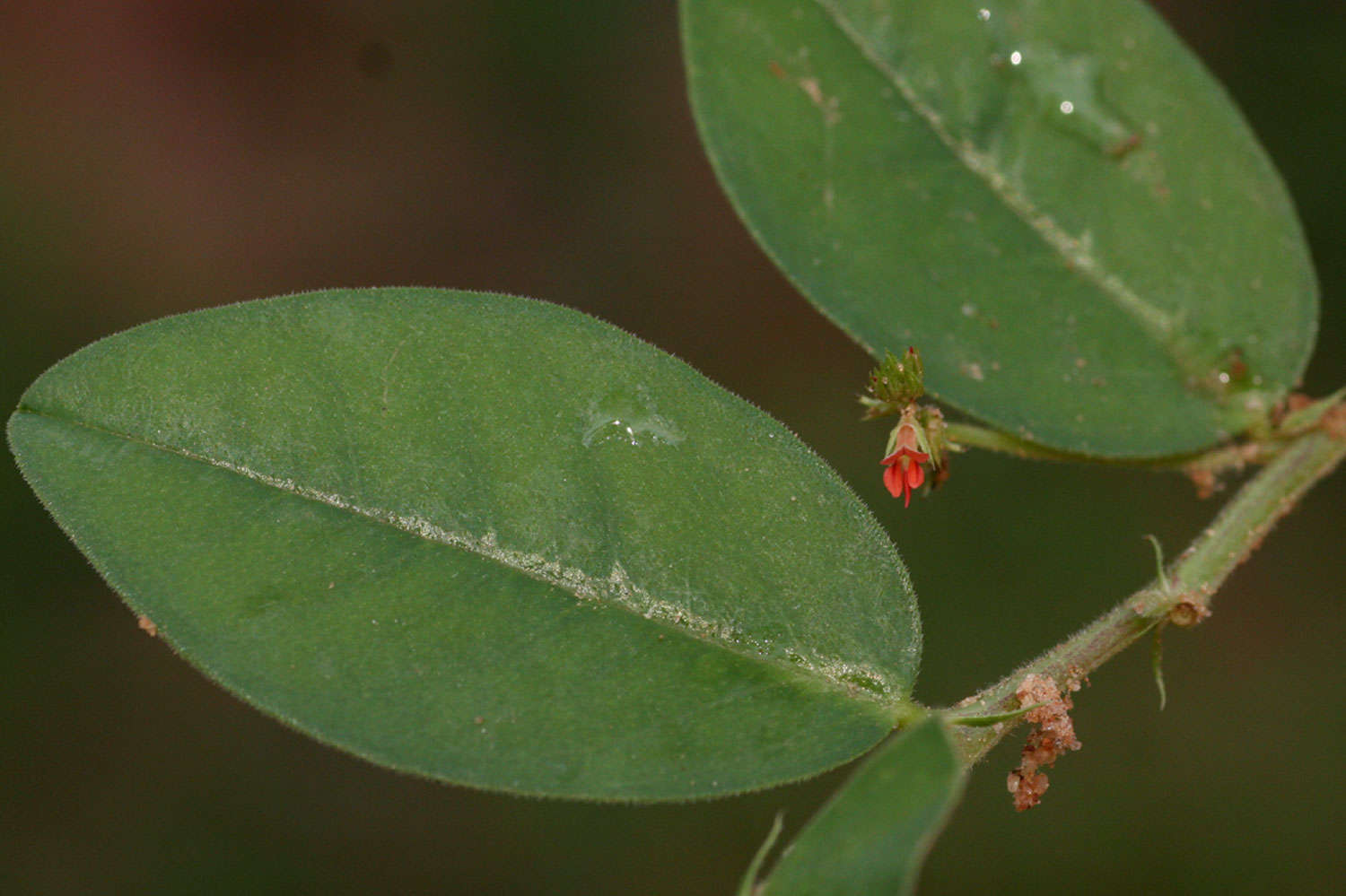 Plancia ëd Indigofera nummulariifolia (L.) Alston