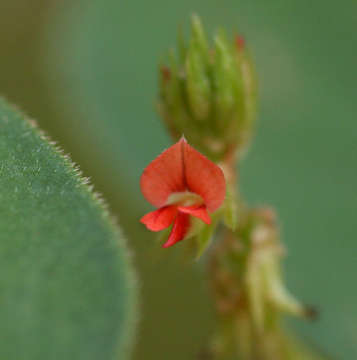 Imagem de Indigofera nummulariifolia (L.) Alston