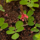 Image of Indigofera oxalidea Baker