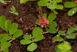 Image of Sorrel Indigo
