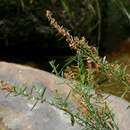 Indigofera paniculata subsp. gazensis (Baker fil.) J. B. Gillett resmi