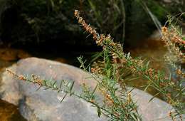 Indigofera paniculata Pers.的圖片