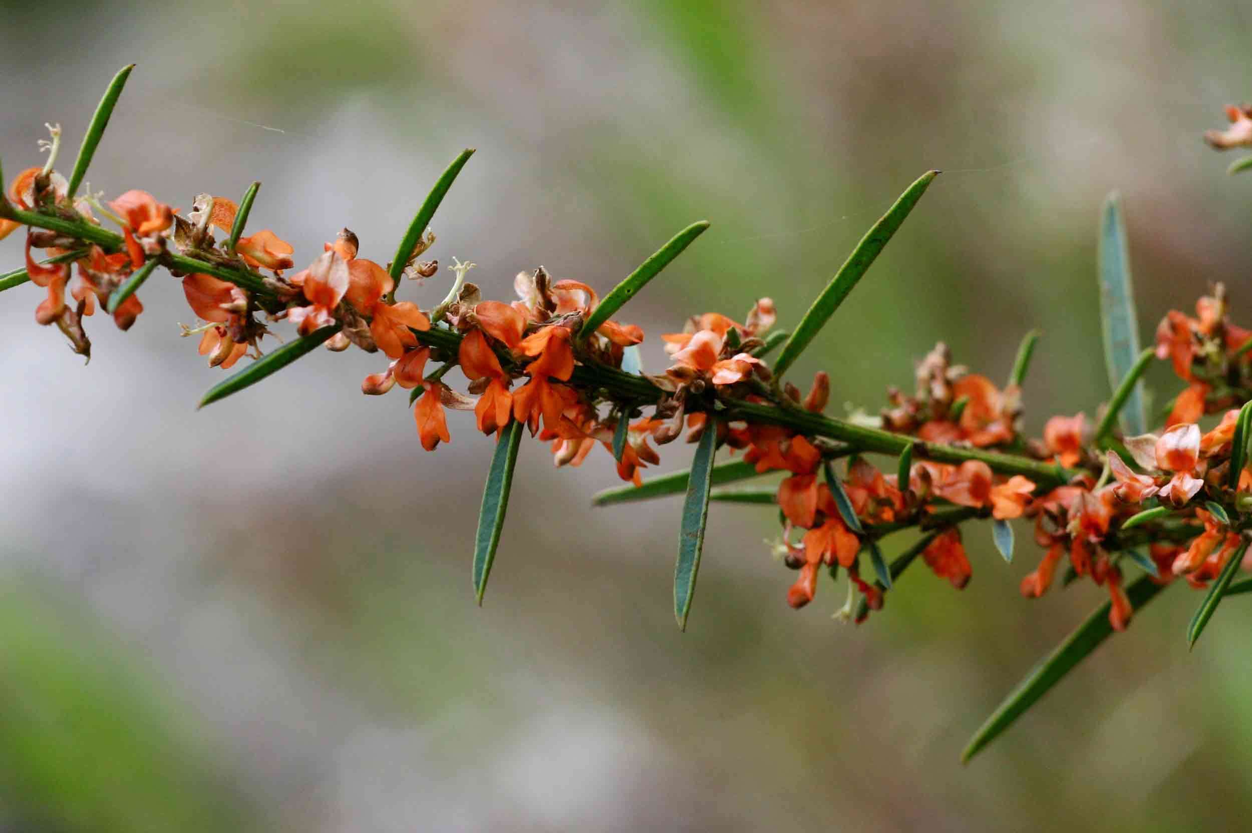 Indigofera paniculata Pers.的圖片