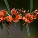 Image of Indigofera paniculata subsp. gazensis (Baker fil.) J. B. Gillett