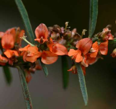 Indigofera paniculata Pers.的圖片