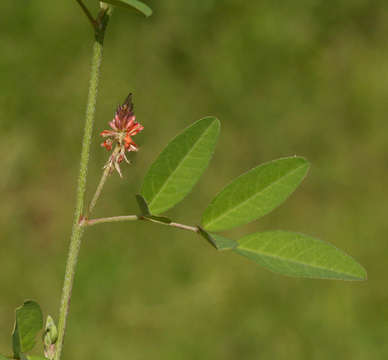 Image of <i>Indigofera <i>praticola</i></i> Baker fil. var. praticola