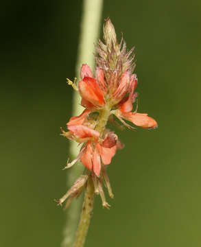 Image of <i>Indigofera <i>praticola</i></i> Baker fil. var. praticola