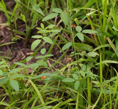 Image of <i>Indigofera <i>praticola</i></i> Baker fil. var. praticola