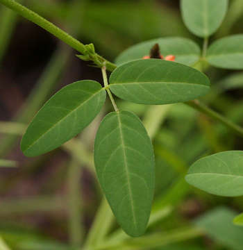 Image of <i>Indigofera <i>praticola</i></i> Baker fil. var. praticola