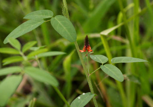 Image of <i>Indigofera <i>praticola</i></i> Baker fil. var. praticola