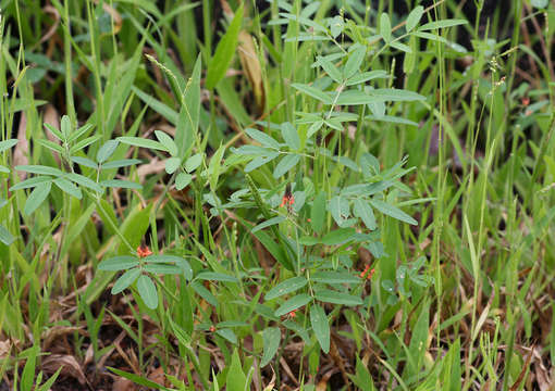 Image of <i>Indigofera <i>praticola</i></i> Baker fil. var. praticola