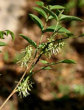 Image of Indigofera rhynchocarpa Baker