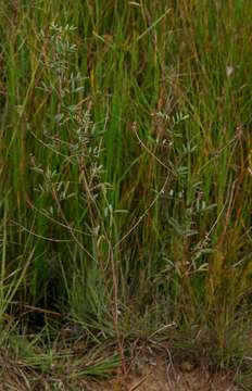 Image of <i>Indigofera <i>setiflora</i></i> Baker var. setiflora