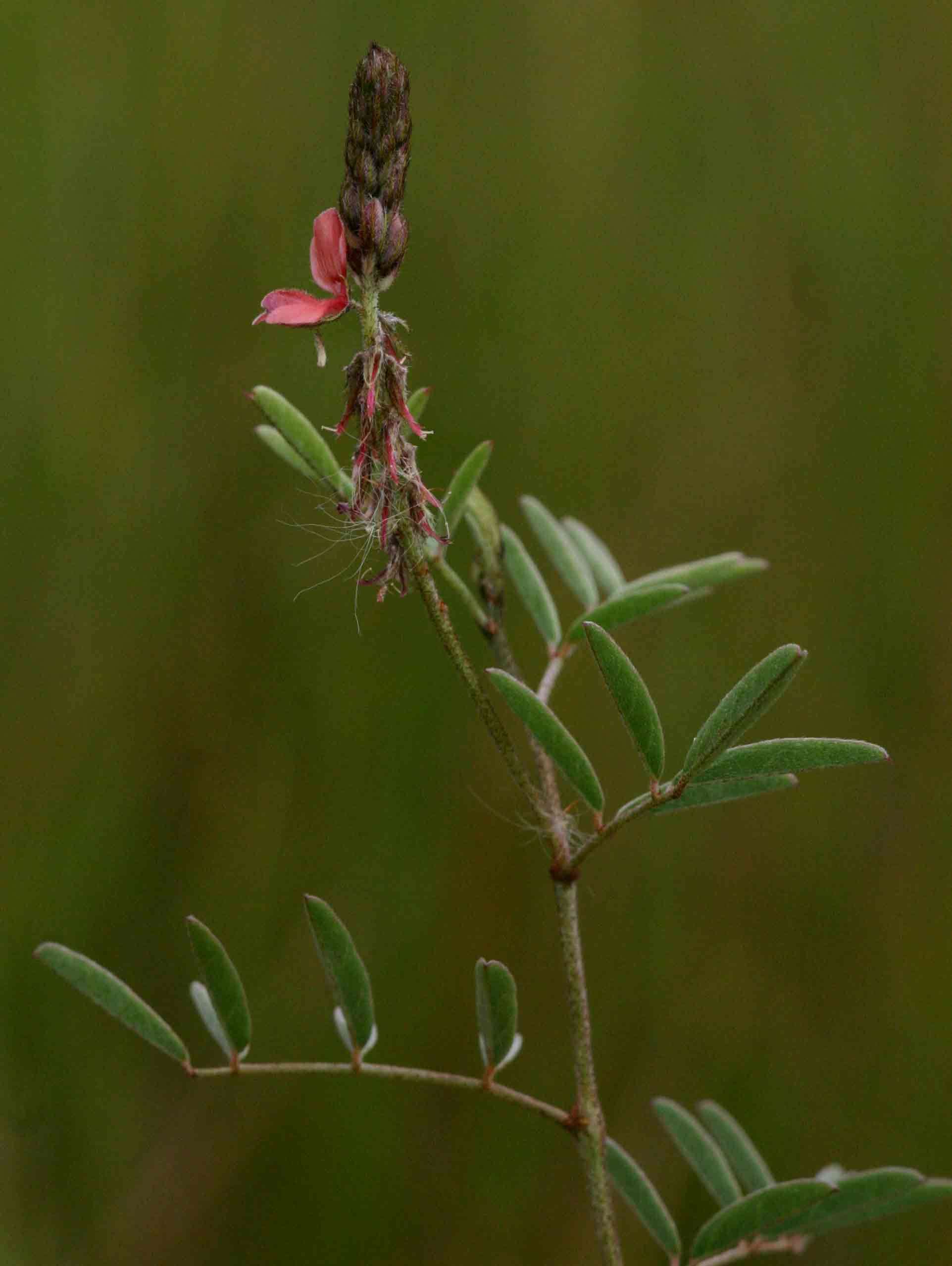 Image of <i>Indigofera <i>setiflora</i></i> Baker var. setiflora