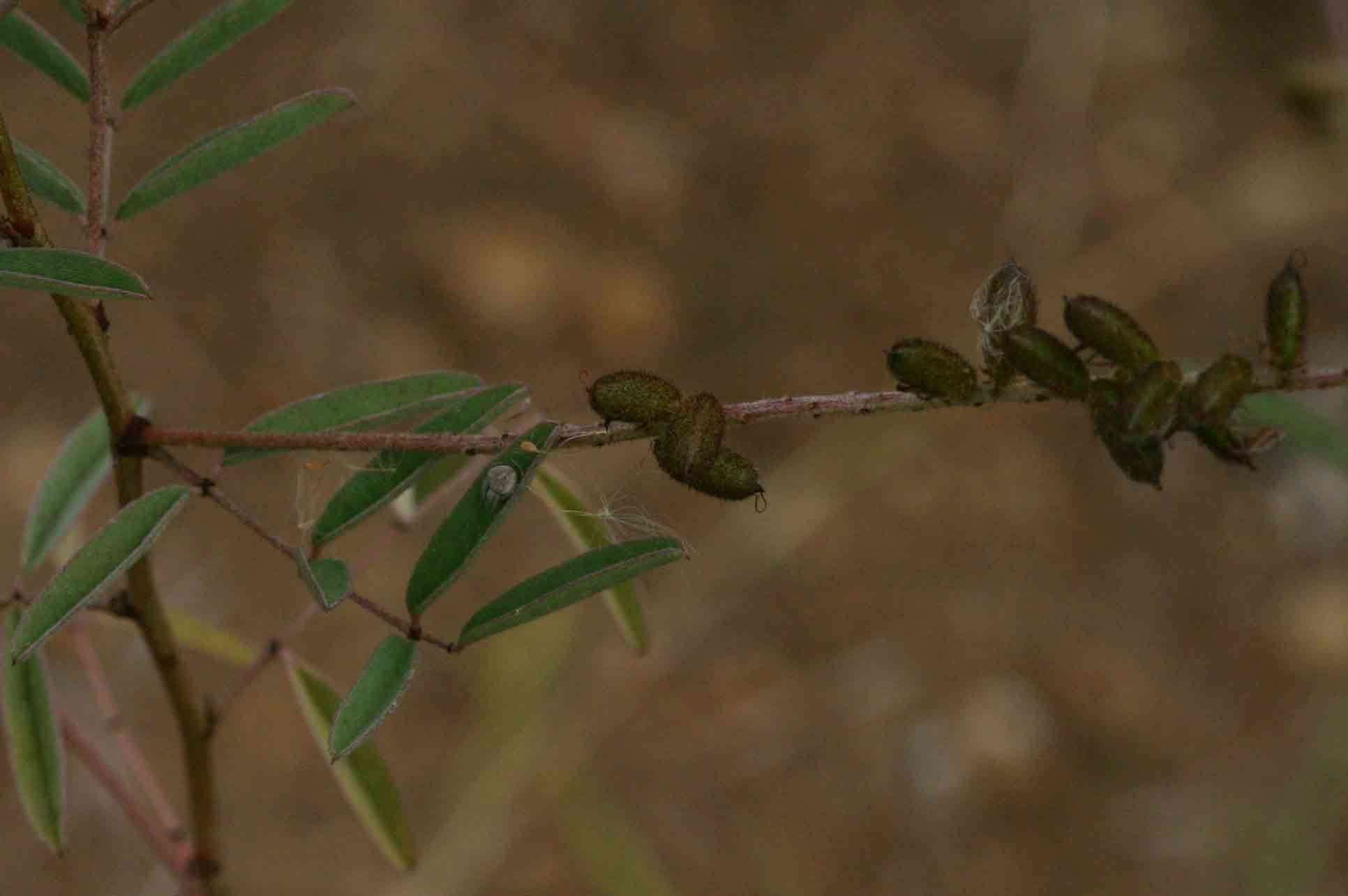 Image of <i>Indigofera <i>setiflora</i></i> Baker var. setiflora
