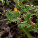 Image of <i>Indigofera <i>setiflora</i></i> Baker var. setiflora