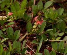 Слика од Indigofera spicata Forssk.