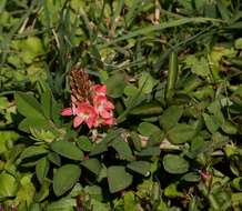 Indigofera spicata Forssk. resmi