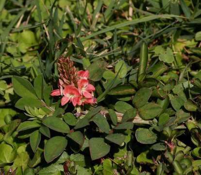 Indigofera spicata Forssk.的圖片