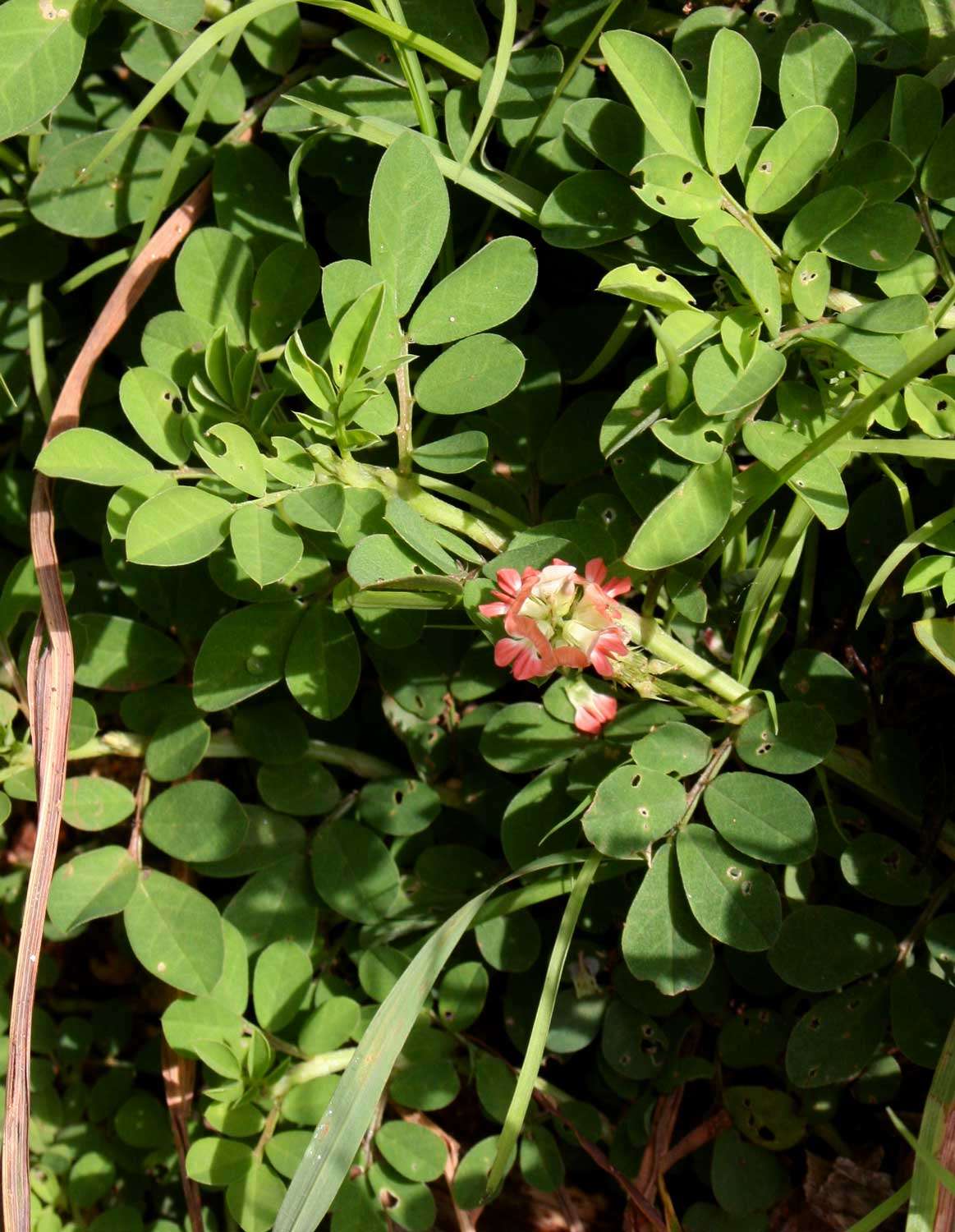 Indigofera spicata Forssk. resmi