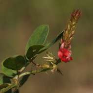 Слика од Indigofera spicata Forssk.