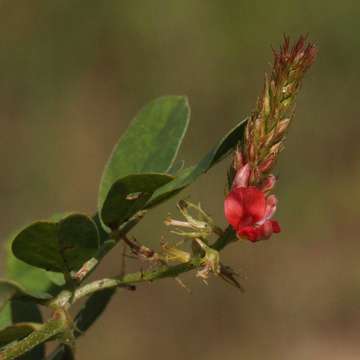 Indigofera spicata Forssk.的圖片