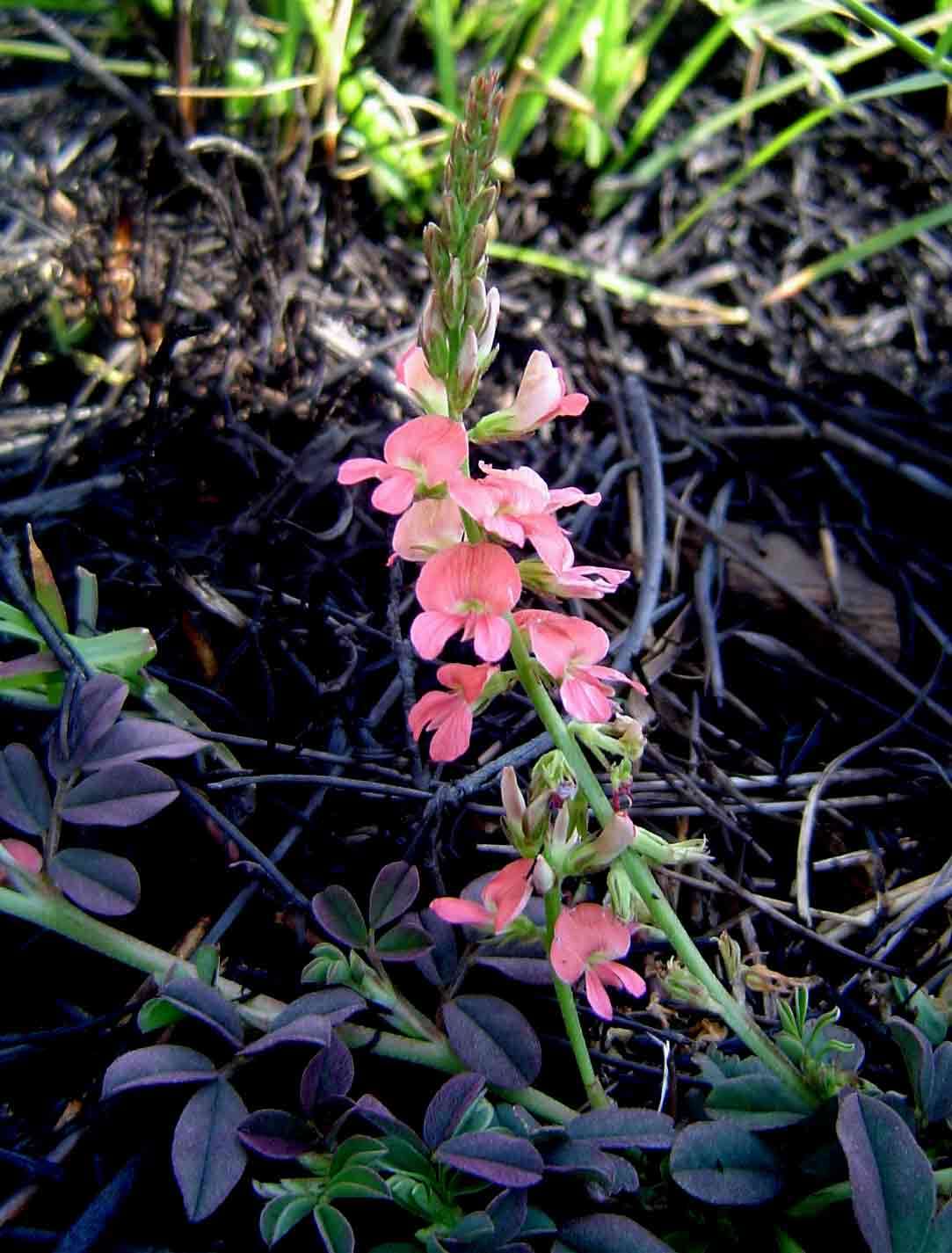 Indigofera spicata Forssk. resmi