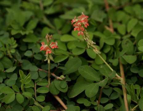 Indigofera spicata Forssk. resmi