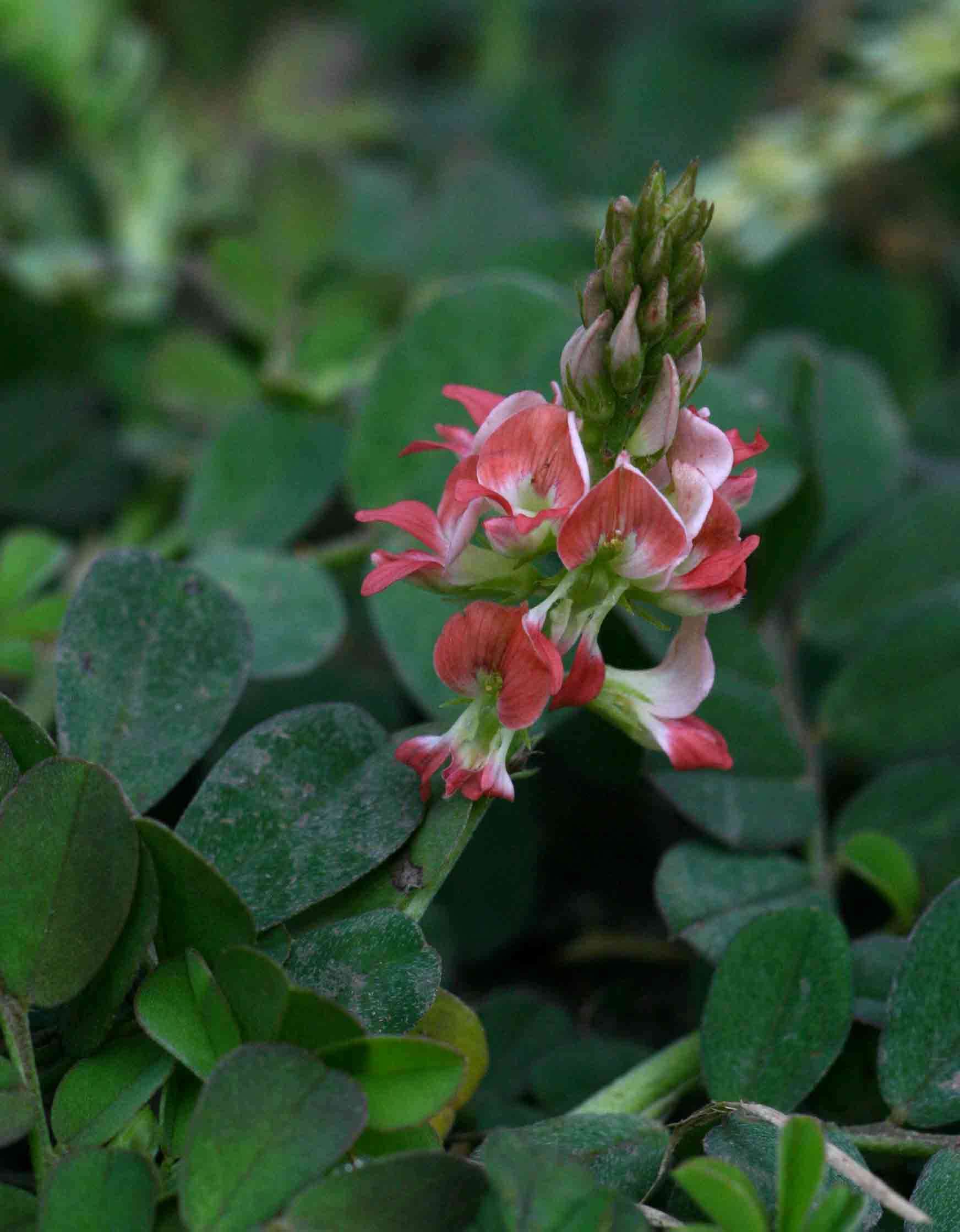 Indigofera spicata Forssk. resmi