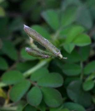 Indigofera spicata Forssk.的圖片