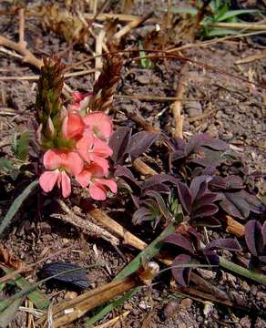 Image of Creeping Indigo