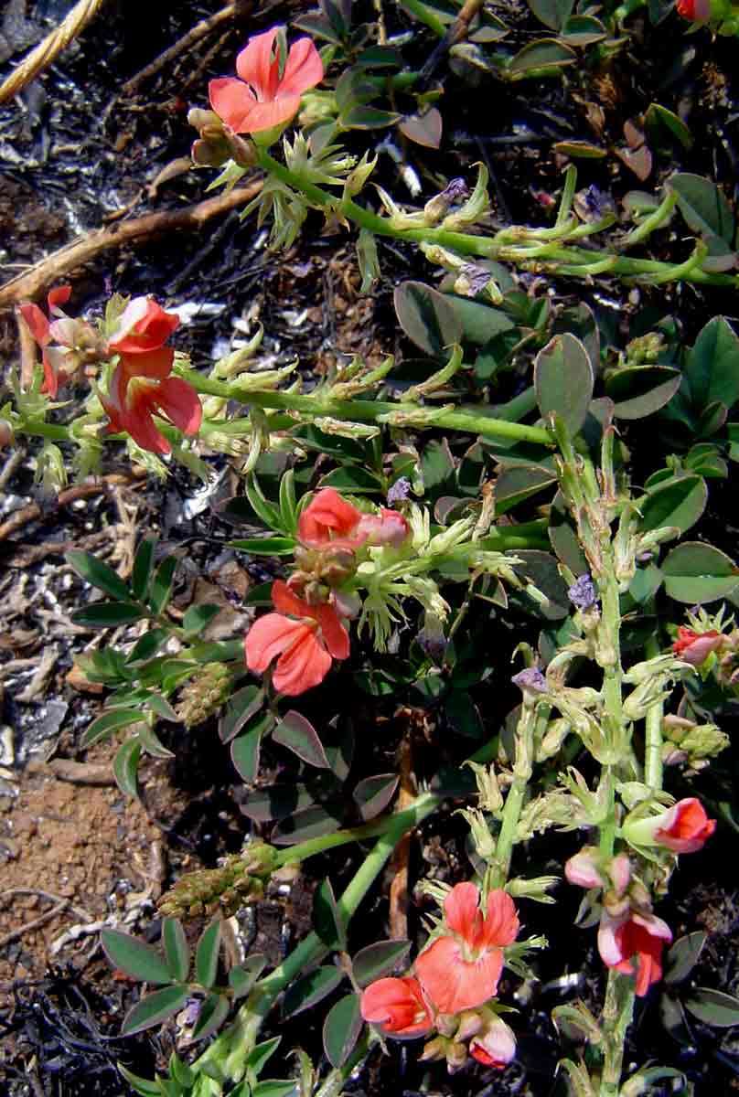 Слика од Indigofera spicata Forssk.