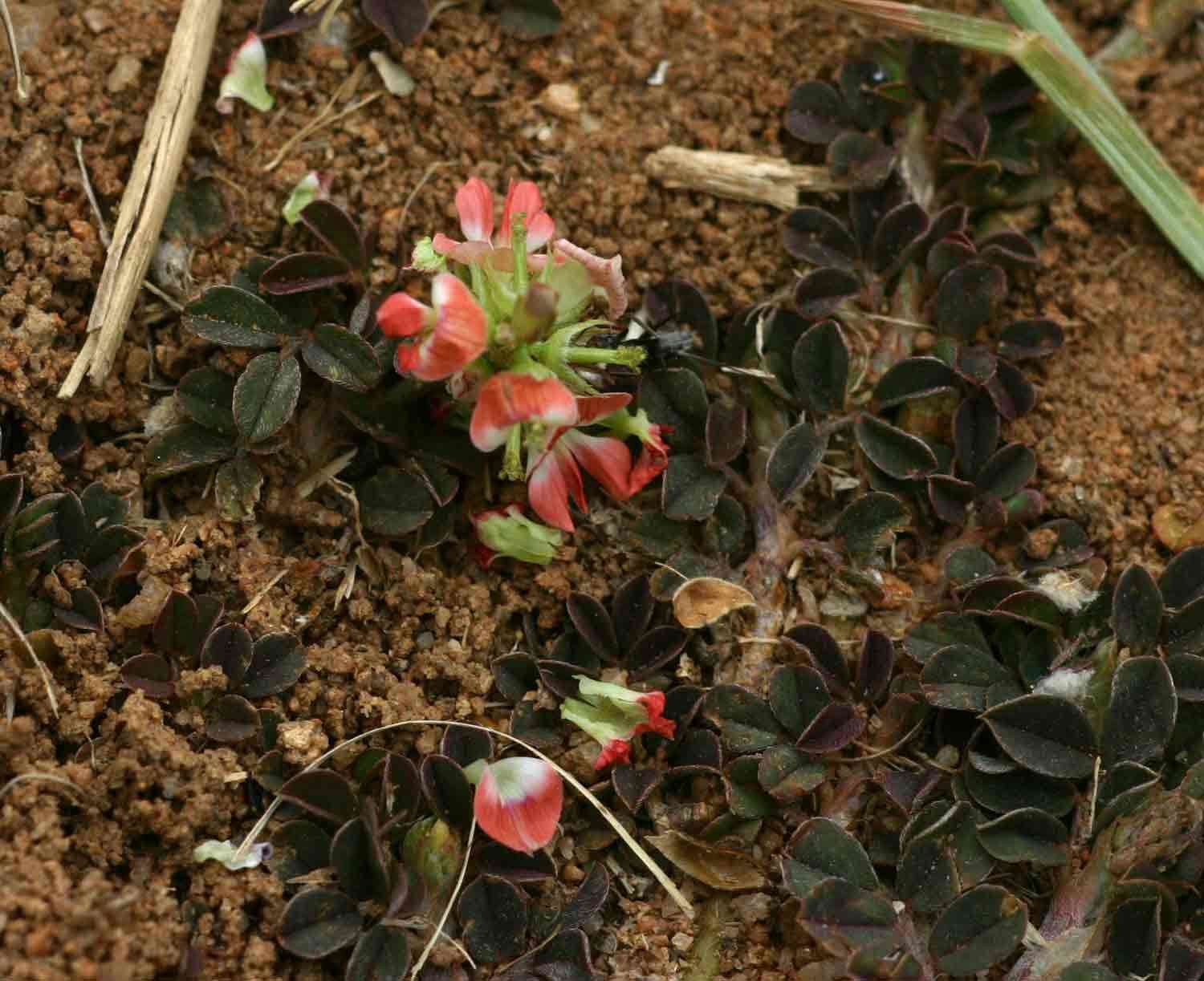 Indigofera spicata Forssk. resmi