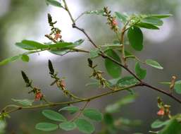 <i>Indigofera <i>subcorymbosa</i></i> Baker var. subcorymbosa的圖片