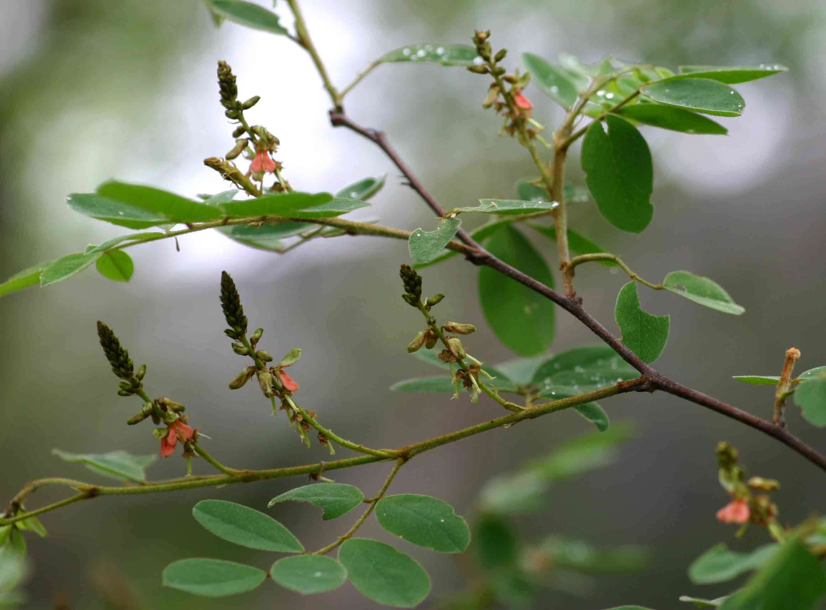 <i>Indigofera <i>subcorymbosa</i></i> Baker var. subcorymbosa的圖片