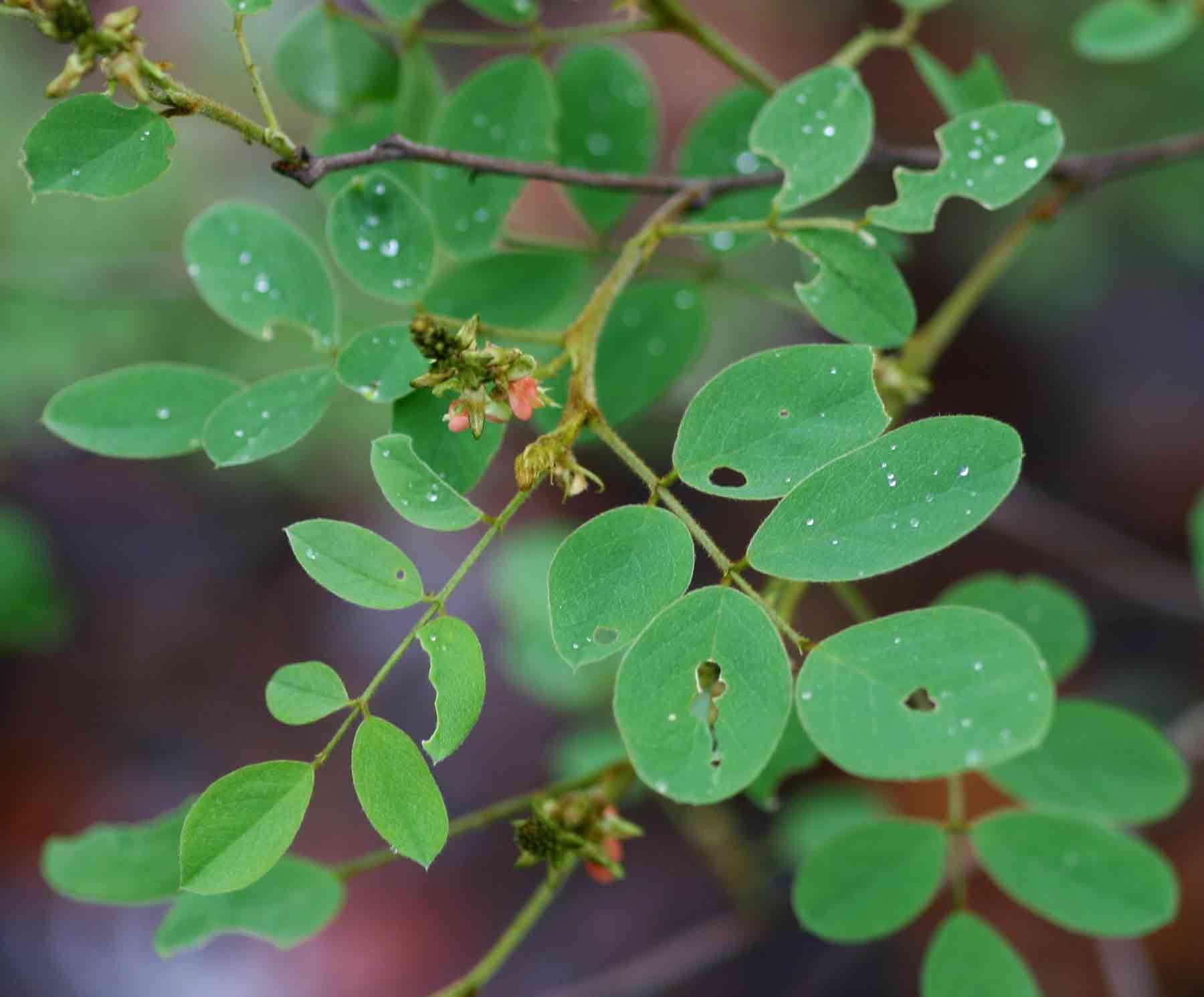 <i>Indigofera <i>subcorymbosa</i></i> Baker var. subcorymbosa的圖片