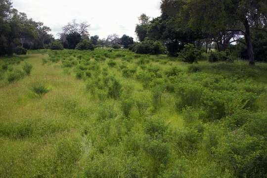 Слика од Indigofera tinctoria L.