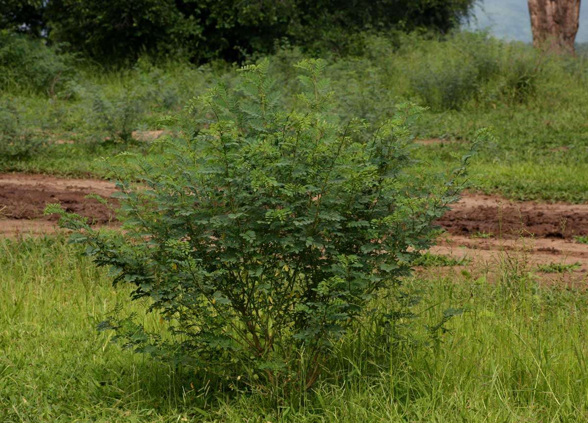 Image of Indigofera tinctoria subsp. arcuata (J. B. Gillett) Schrire