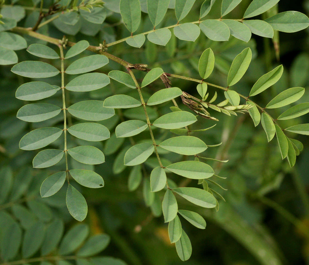 Image of Indigofera tinctoria subsp. arcuata (J. B. Gillett) Schrire