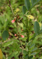 Image of Indigofera tinctoria subsp. arcuata (J. B. Gillett) Schrire